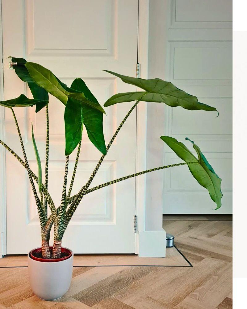Alocasia Zebrina - View 32 from www redcrocus com