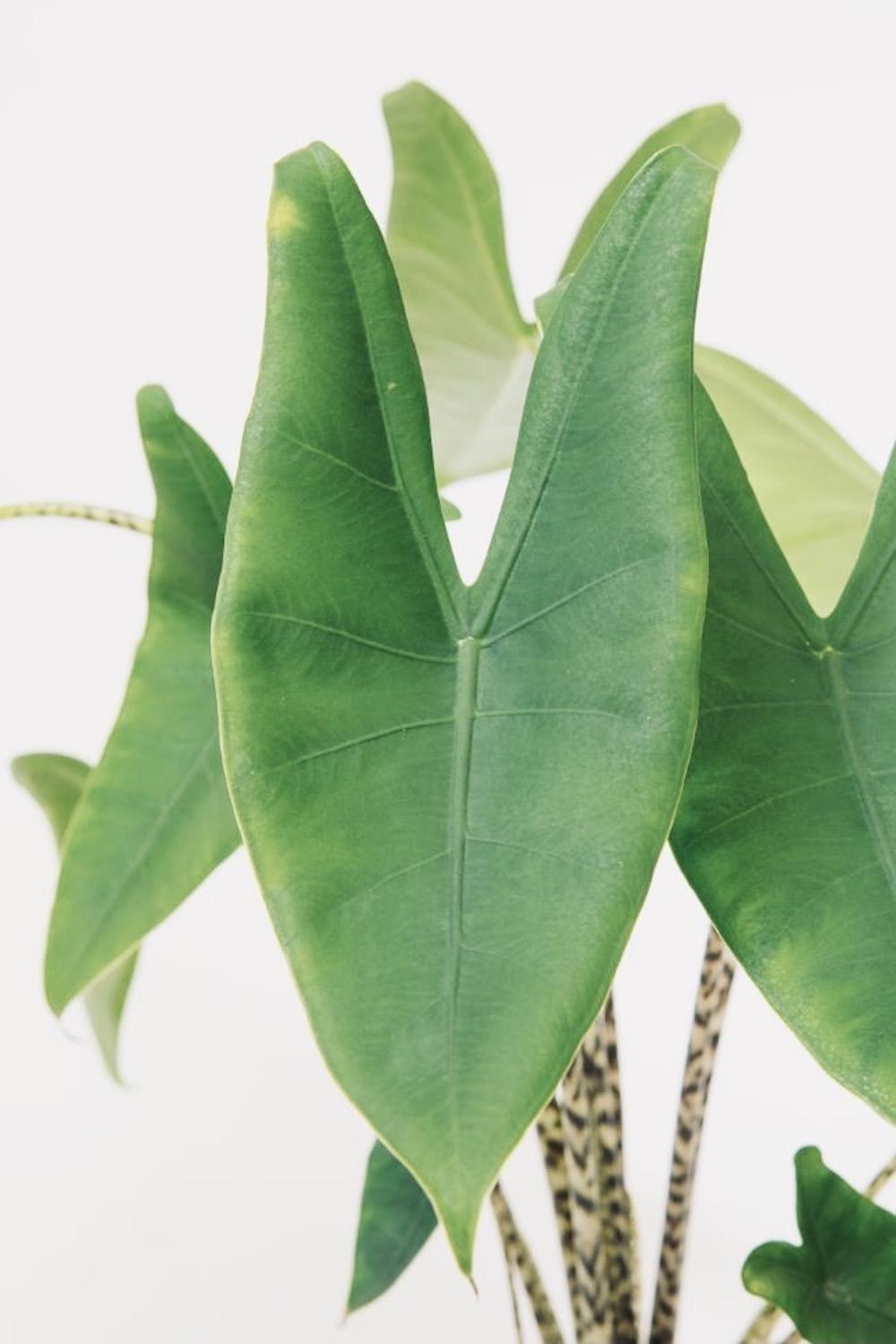 Alocasia Zebrina - View 35 from www redcrocus com