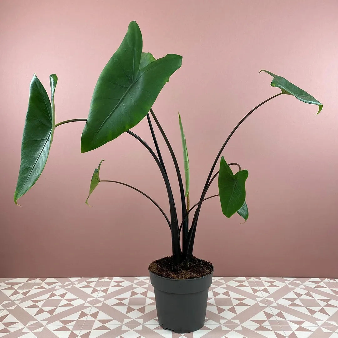 Alocasia Zebrina - View 36 from www redcrocus com