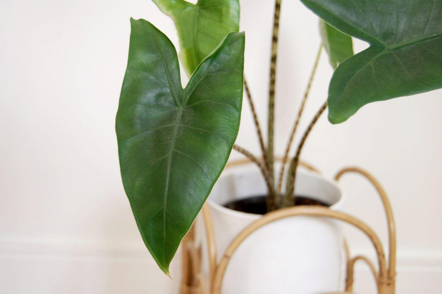 Alocasia Zebrina - View 37 from www redcrocus com