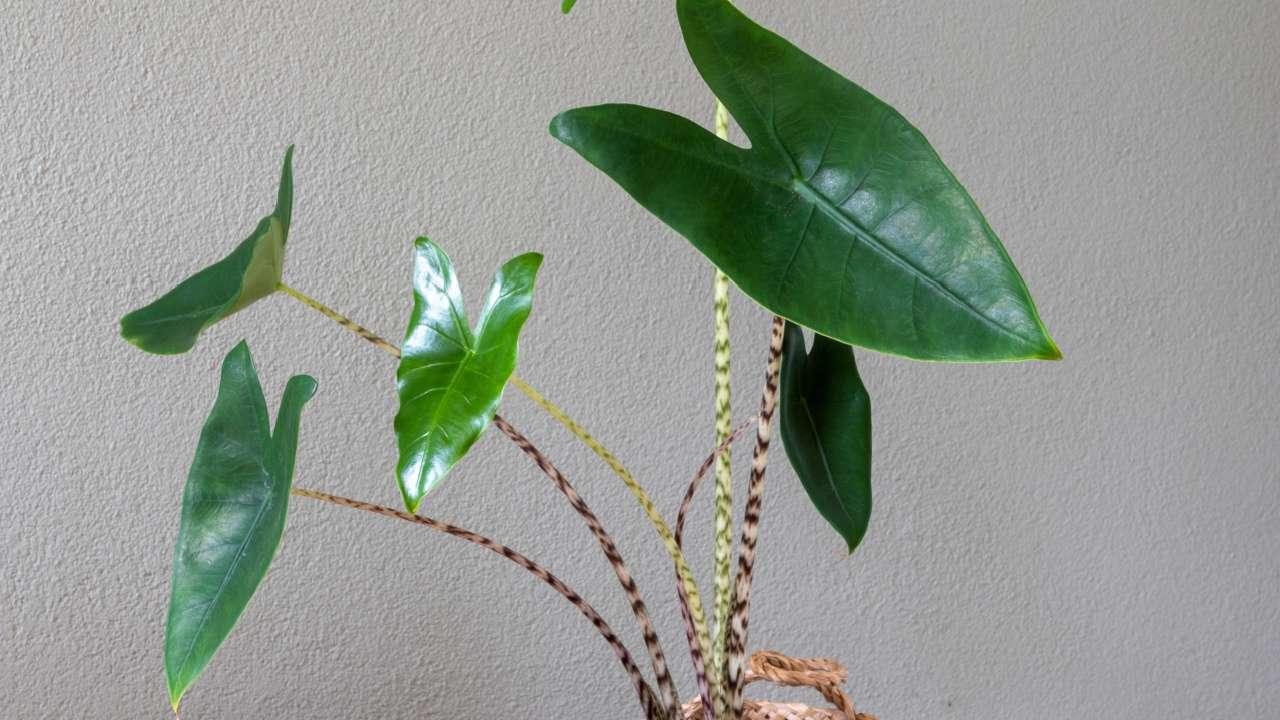 Alocasia Zebrina - View 3 from www redcrocus com