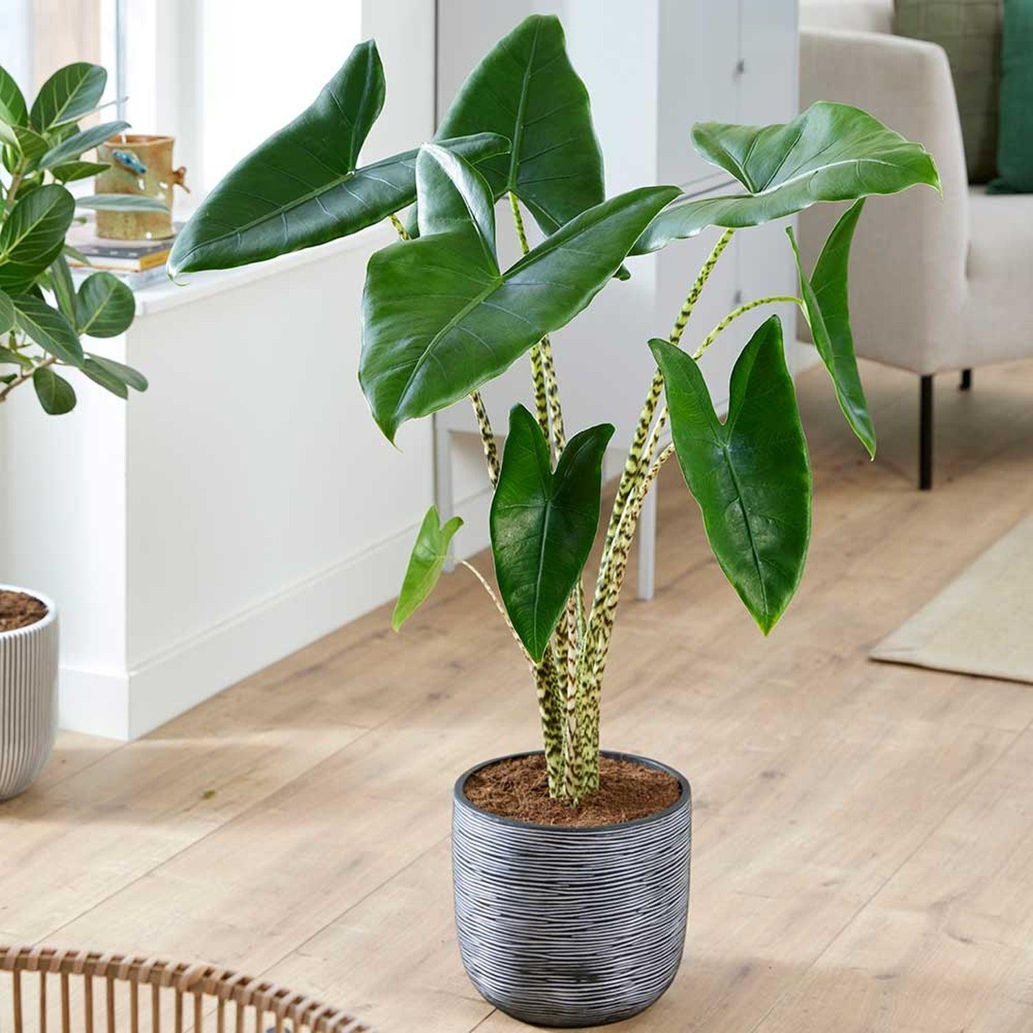 Alocasia Zebrina - View 4 from www redcrocus com
