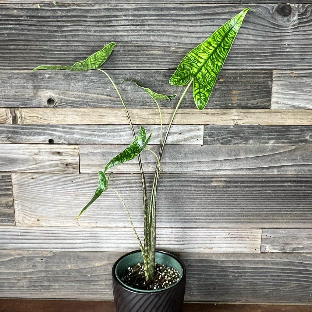 Alocasia Zebrina - View 5 from www redcrocus com
