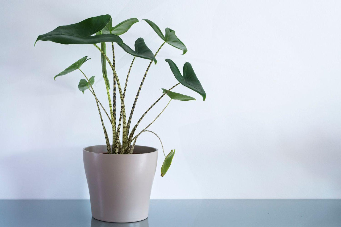 Alocasia Zebrina - View 6 from www redcrocus com