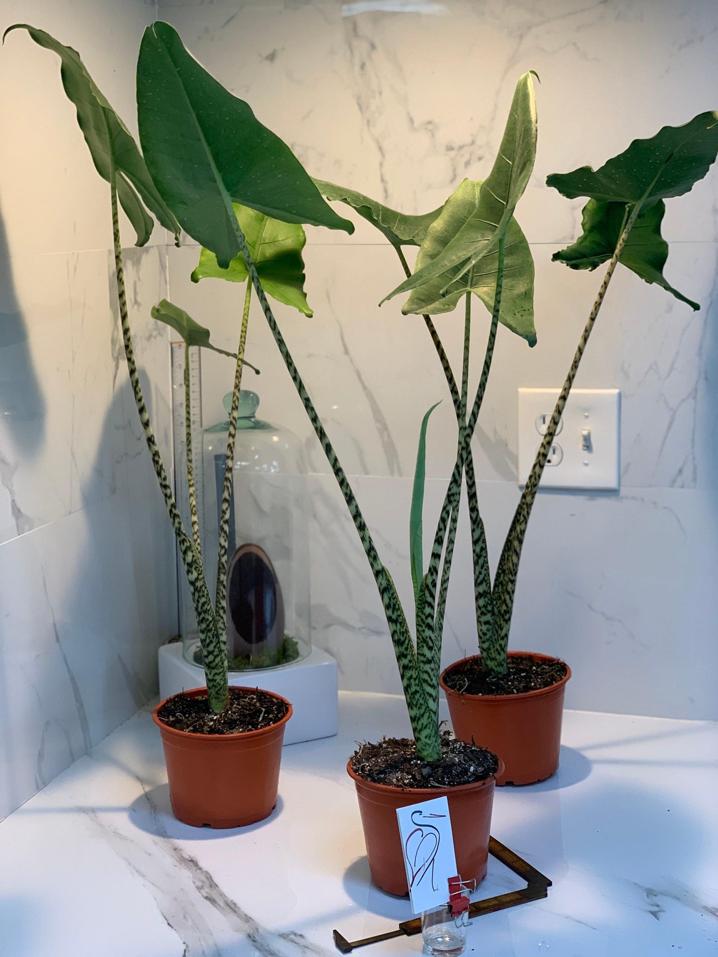 Alocasia Zebrina - View 8 from www redcrocus com