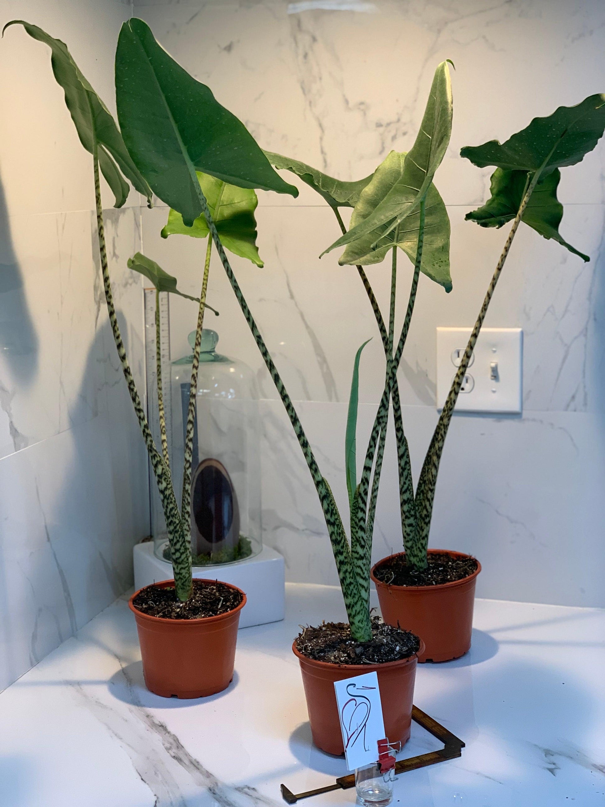 Alocasia Zebrina - View 8 from www redcrocus com