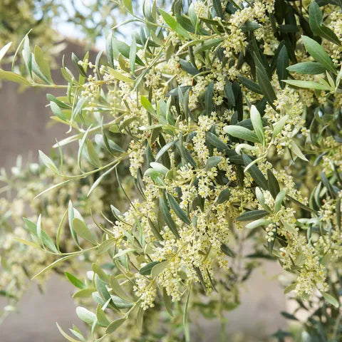 Olea Europaea 'arbequina' - View 13 from www redcrocus com