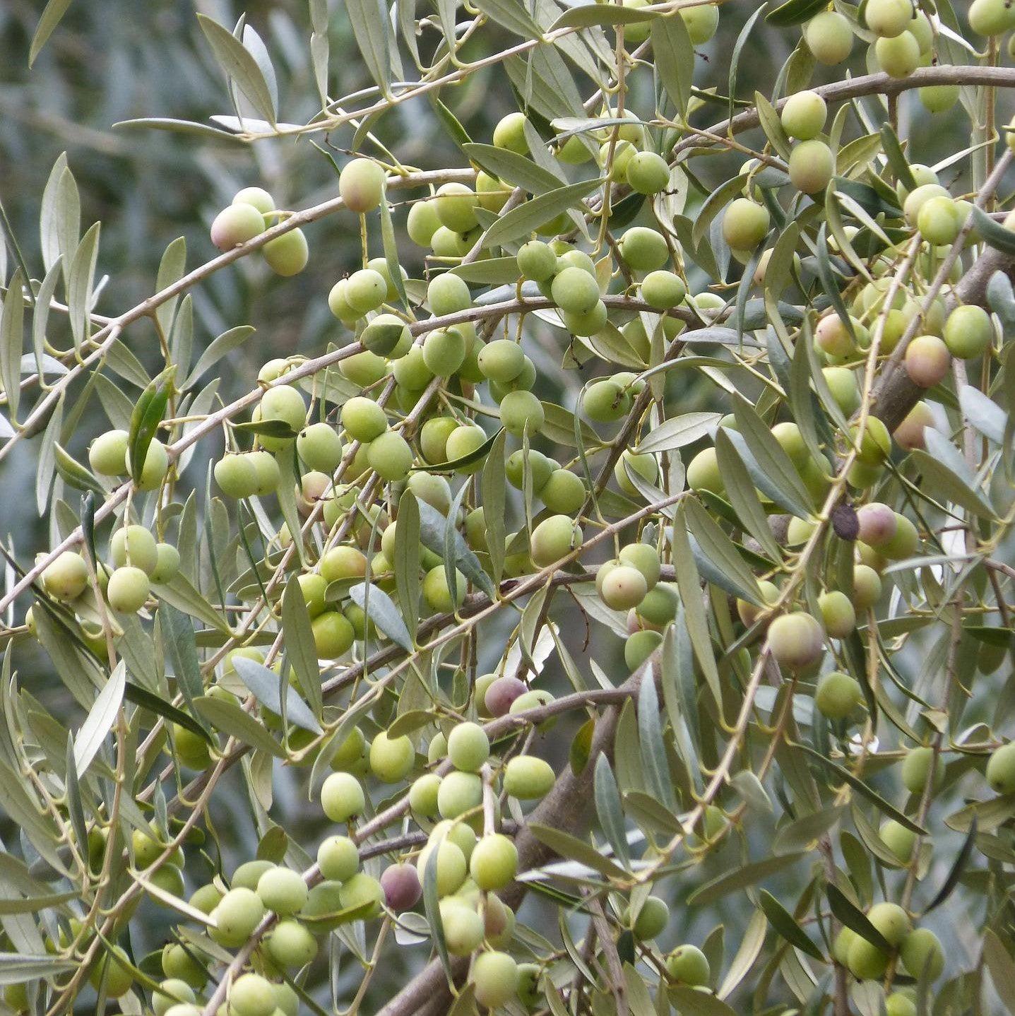 Olea Europaea 'arbequina' - View 16 from www redcrocus com