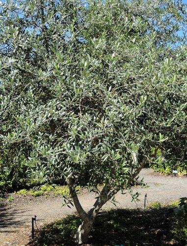 Olea Europaea 'arbequina' - View 17 from www redcrocus com