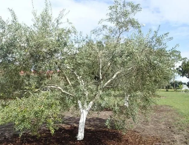 Olea Europaea 'arbequina' - View 20 from www redcrocus com