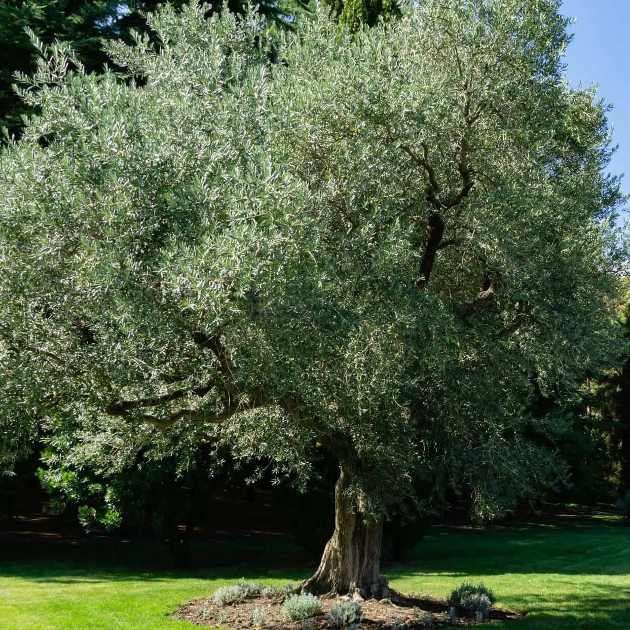 Olea Europaea 'arbequina' - View 21 from www redcrocus com