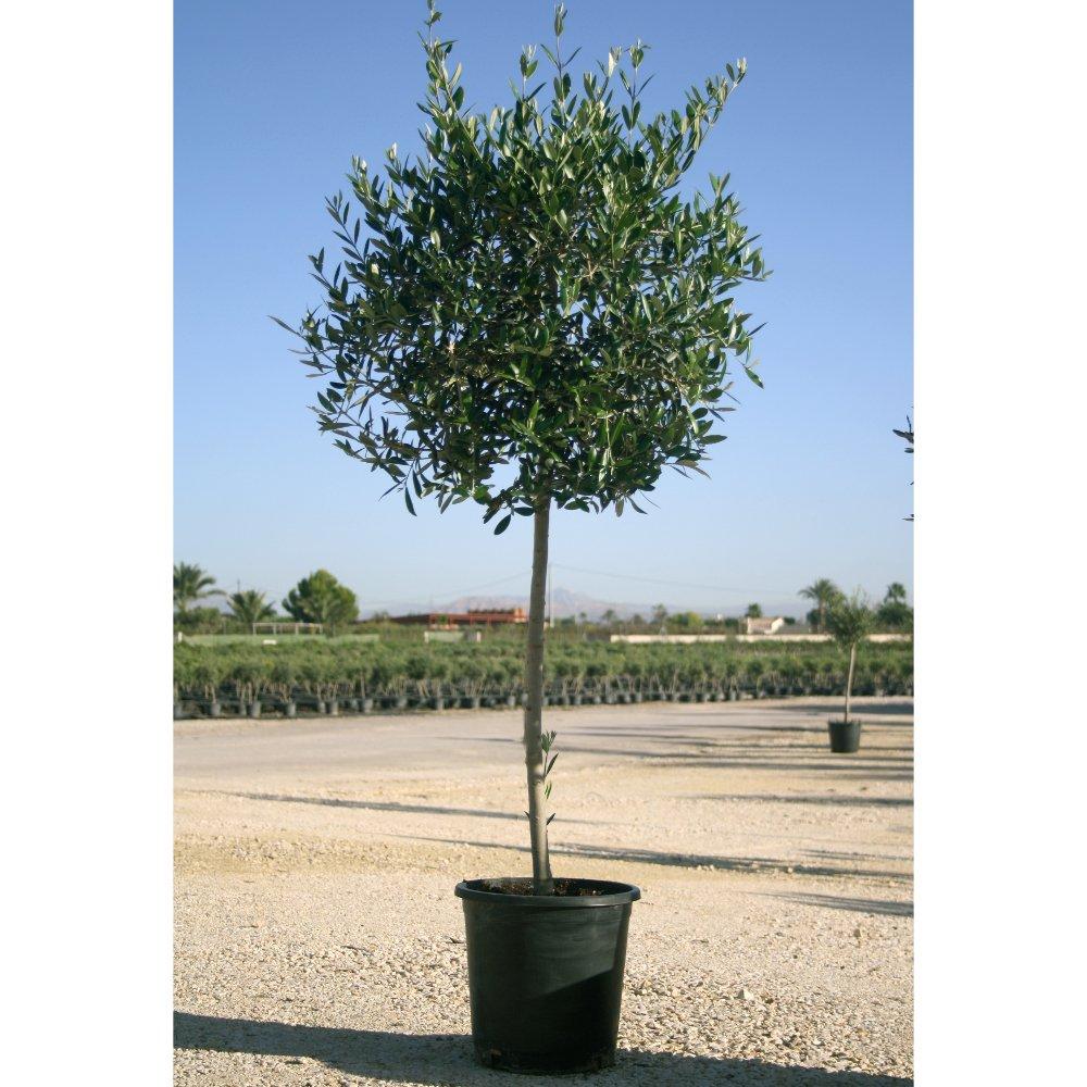 Olea Europaea 'arbequina' - View 22 from www redcrocus com