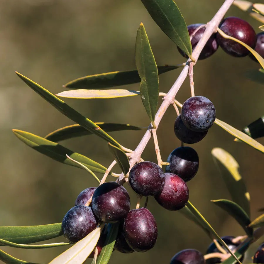 Olea Europaea 'arbequina' - View 25 from www redcrocus com