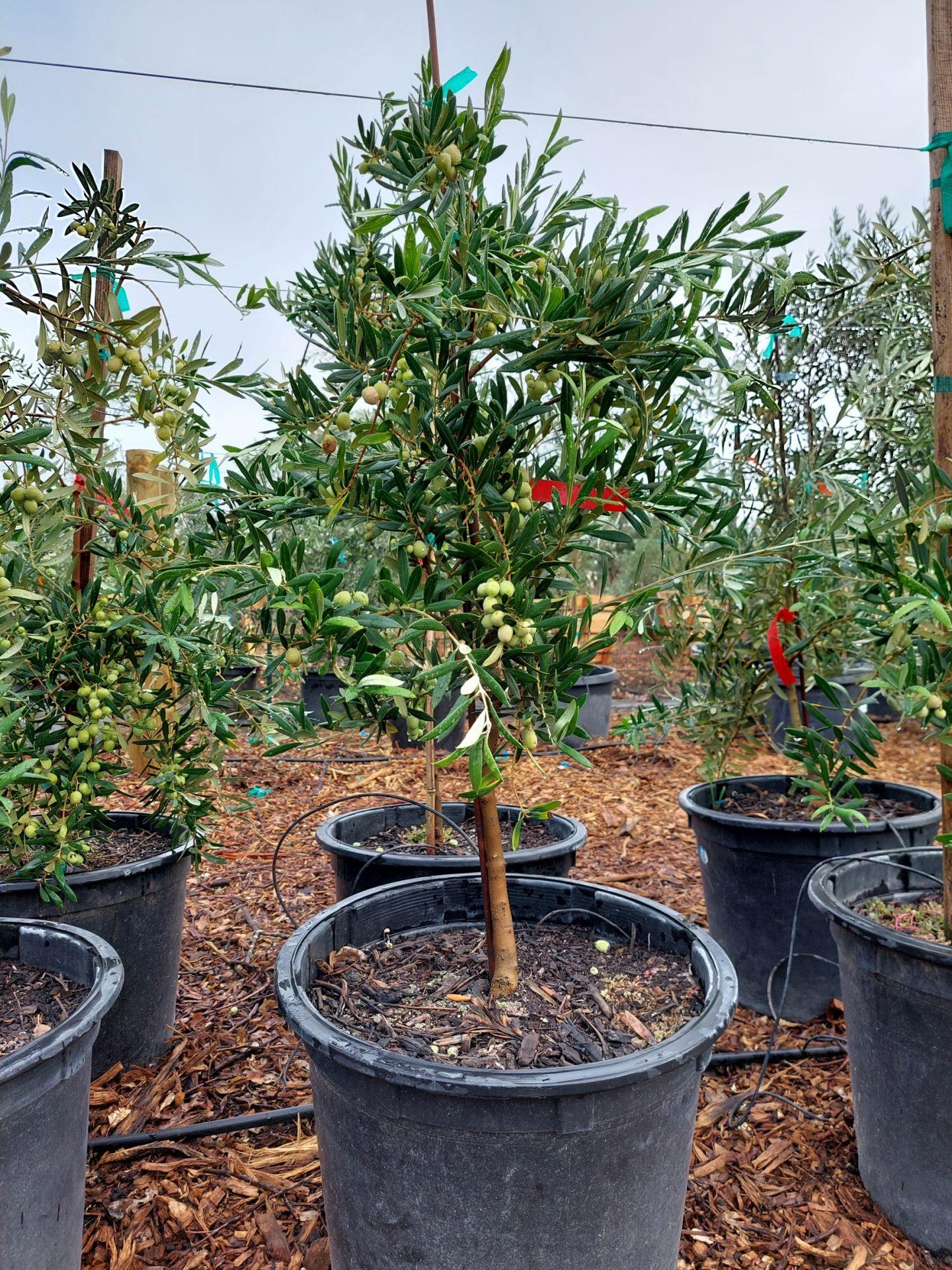 Olea Europaea 'arbequina' - View 26 from www redcrocus com