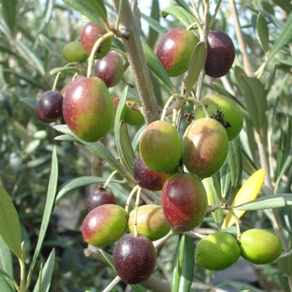 Olea Europaea 'arbequina' - View 33 from www redcrocus com