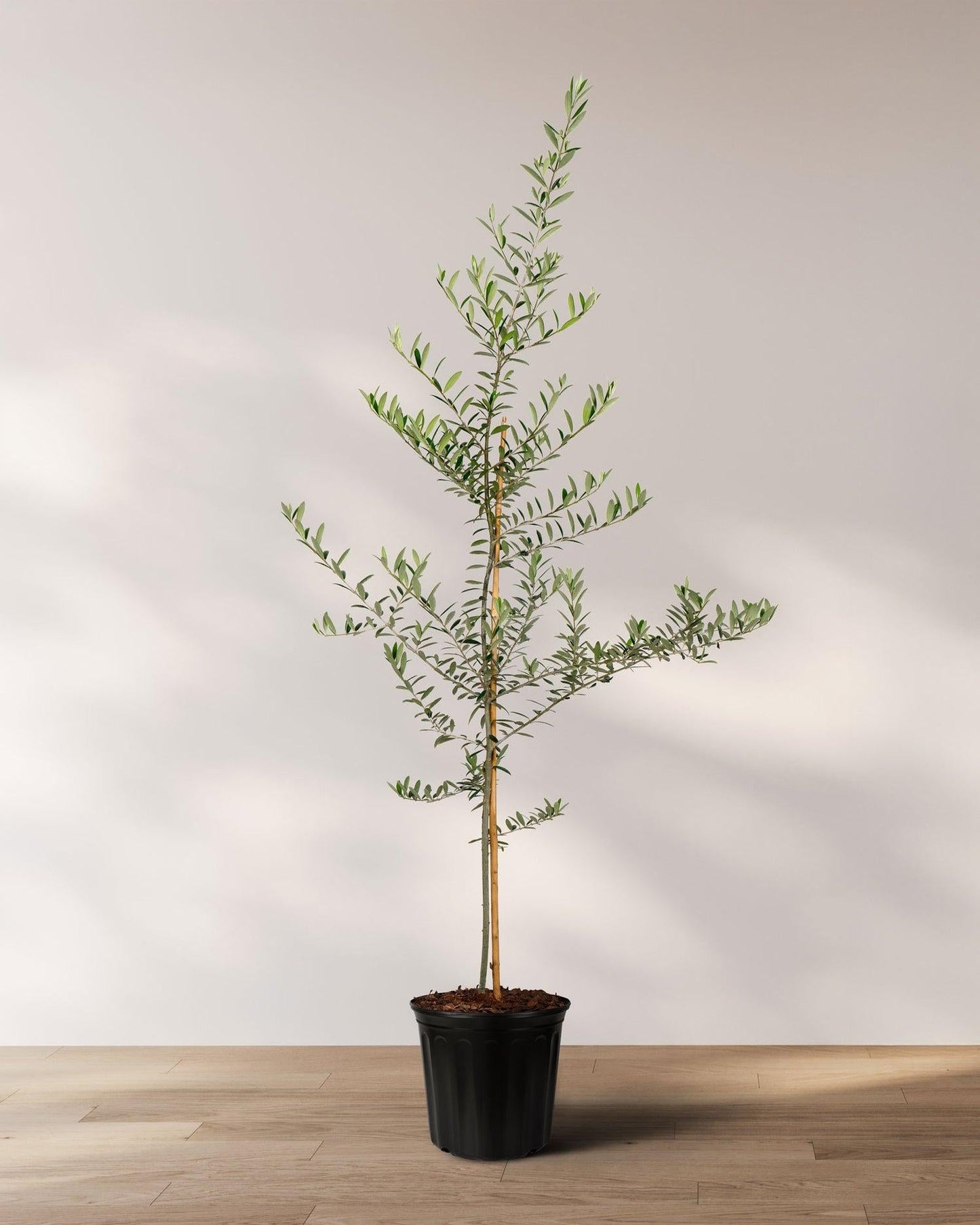 Olea Europaea 'arbequina' - View 34 from www redcrocus com