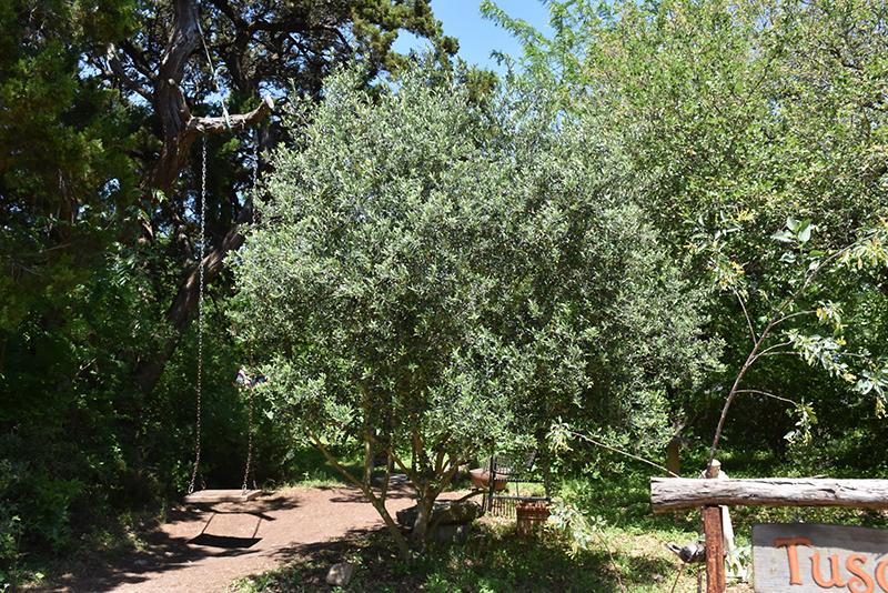 Olea Europaea 'arbequina' - View 3 from www redcrocus com
