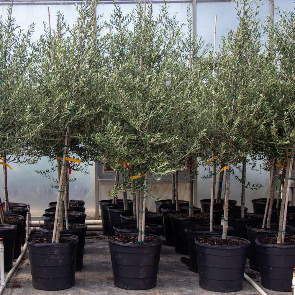 Olea Europaea 'arbequina' - View 5 from www redcrocus com