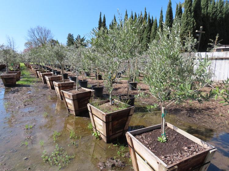 Olea Europaea 'arbequina' - View 6 from www redcrocus com