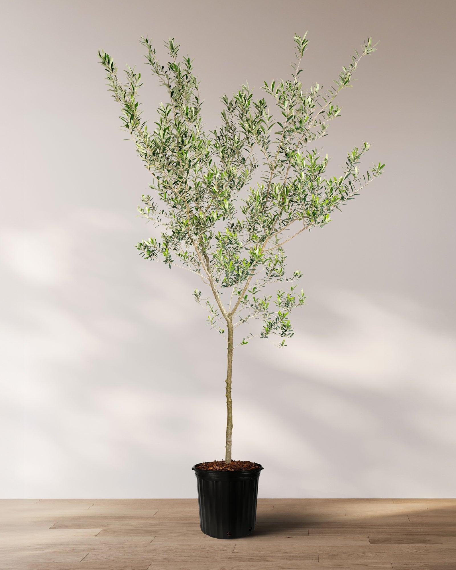 Olea Europaea 'arbequina' - View 8 from www redcrocus com