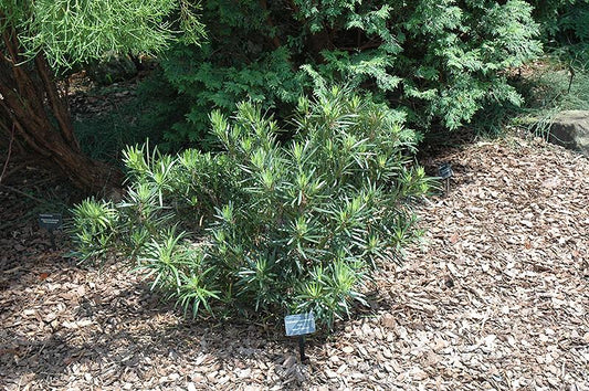 Podocarpus Macrophyllus 'meta' - View 1 from www redcrocus com