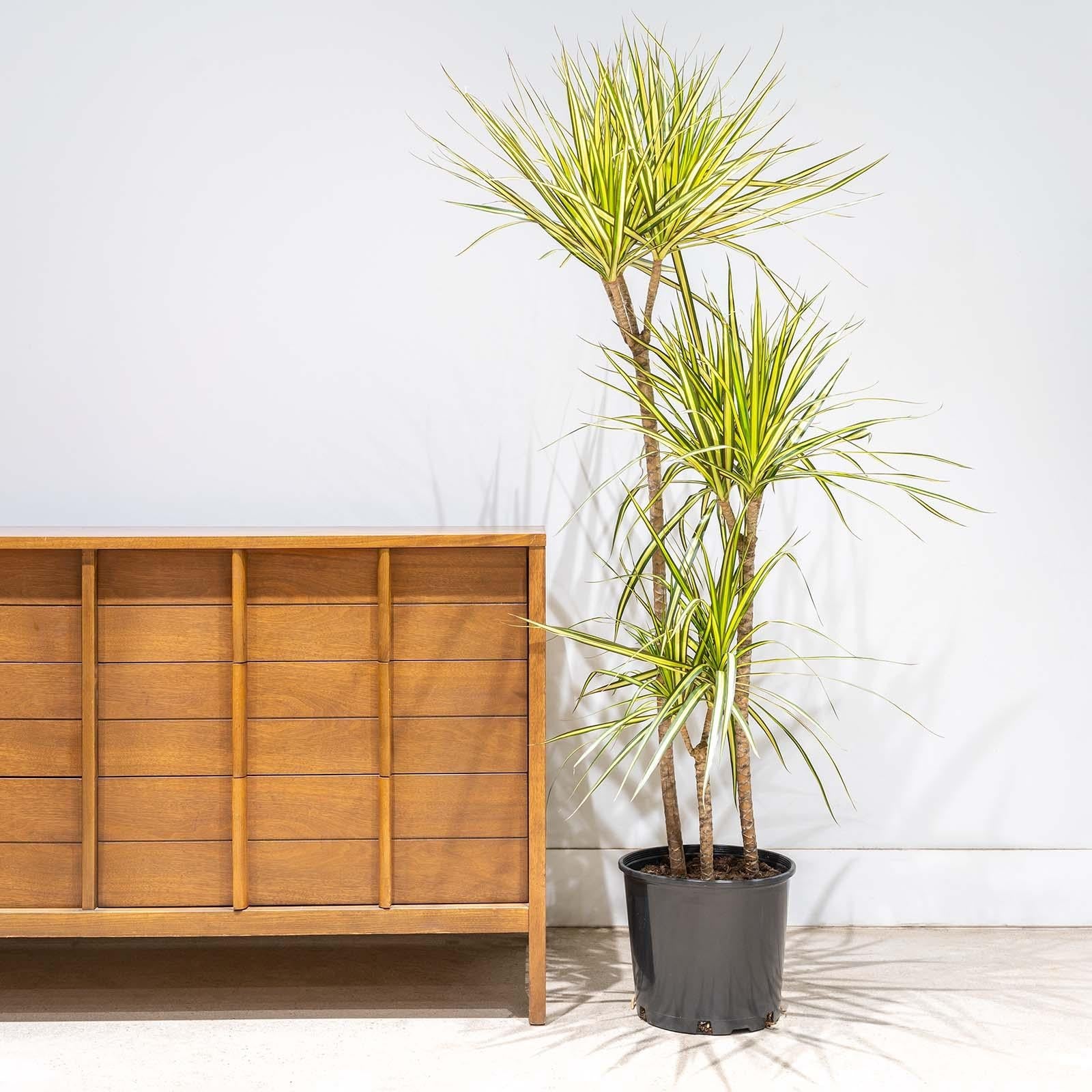 Dracaena Marginata 'kiwi' Bush - View 1 from www redcrocus com