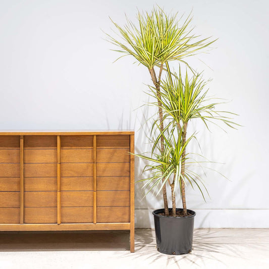 Dracaena Marginata 'kiwi' Bush - View 1 from www redcrocus com
