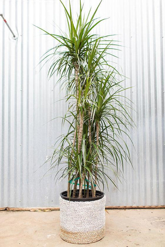 Dracaena Marginata, Staggered - View 1 from www redcrocus com