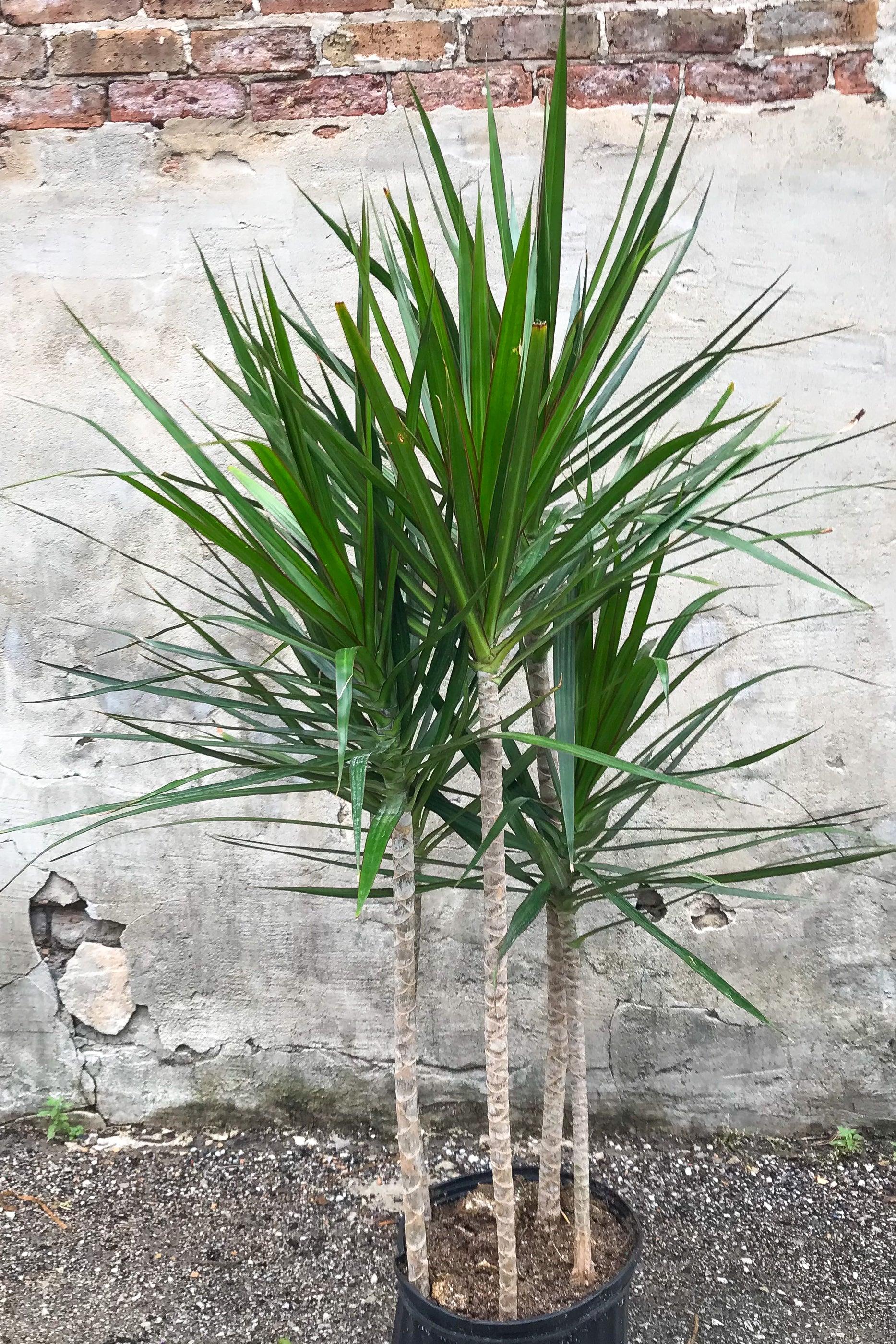 Dracaena Marginata, Staggered - View 30 from www redcrocus com