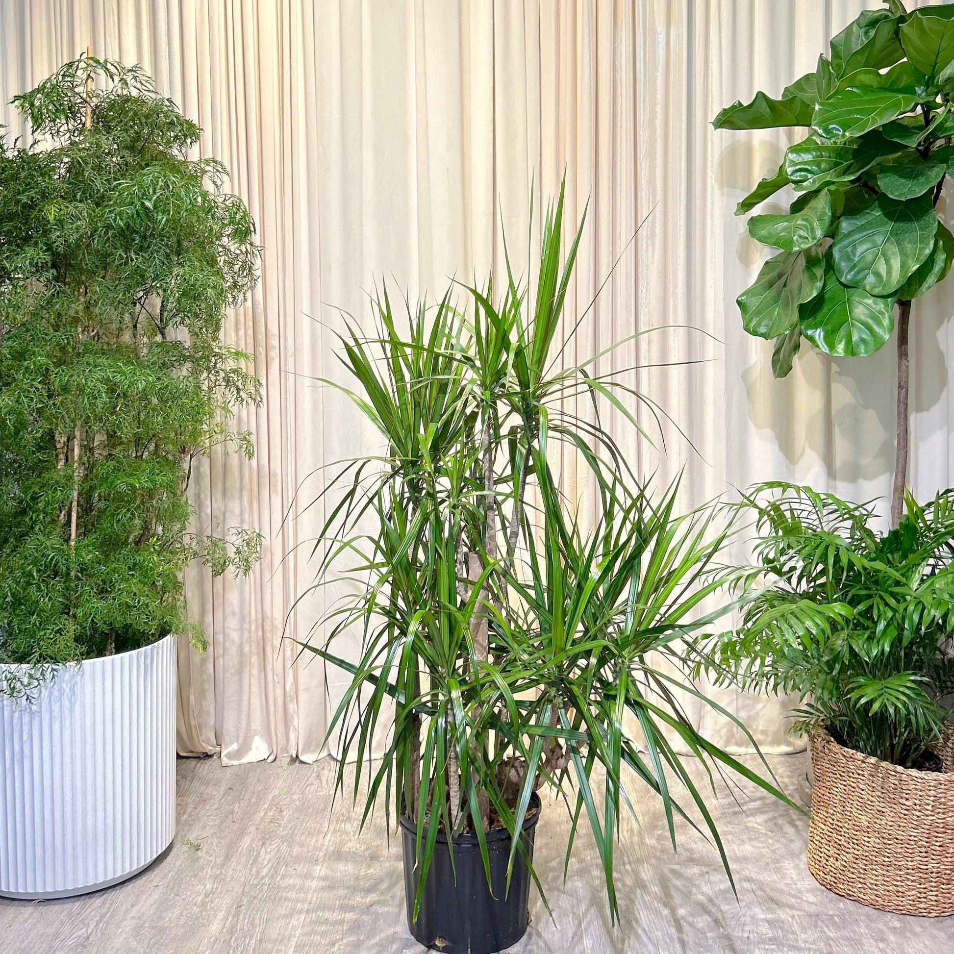 Dracaena Marginata, Staggered - View 37 from www redcrocus com