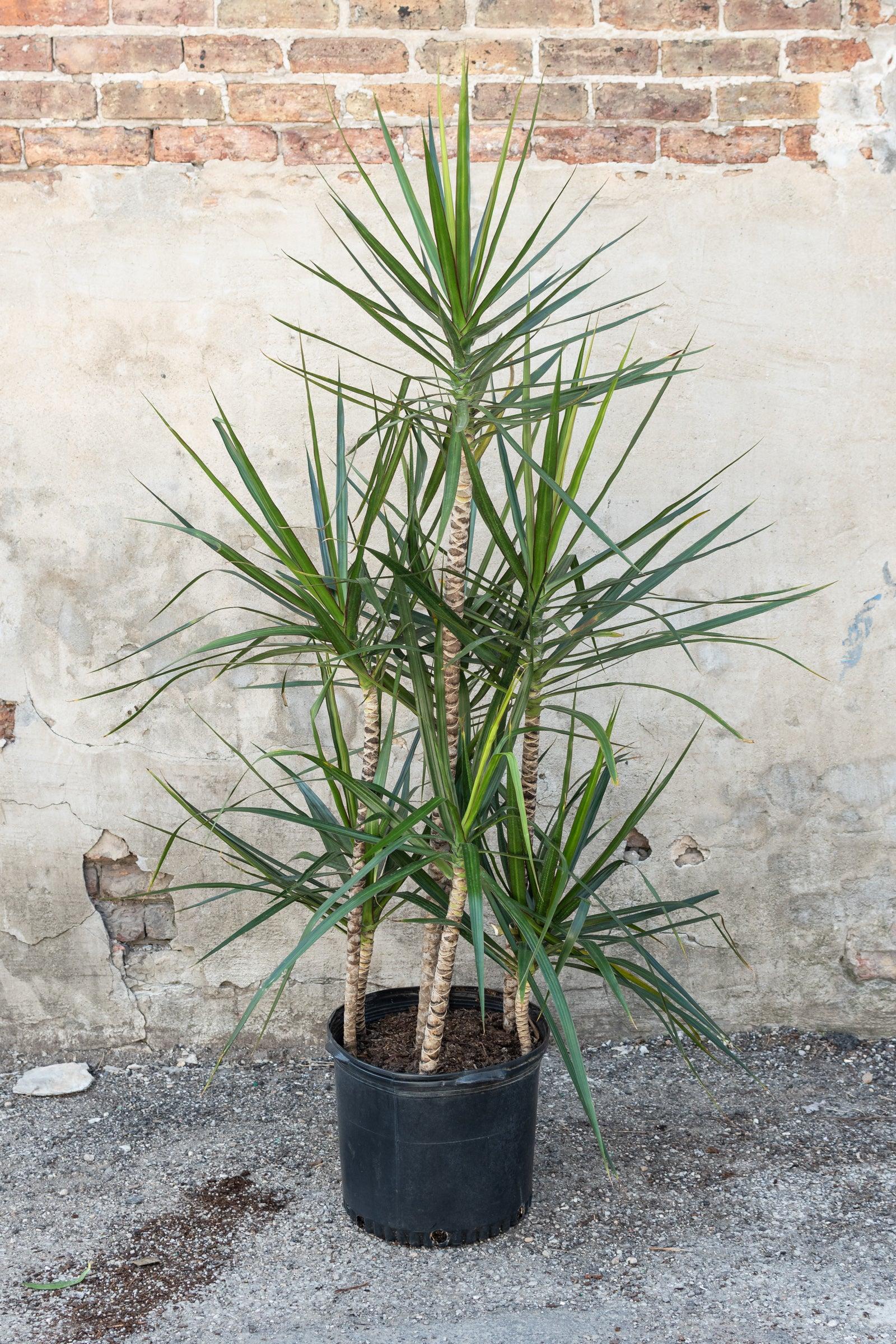 Dracaena Marginata, Staggered - View 4 from www redcrocus com