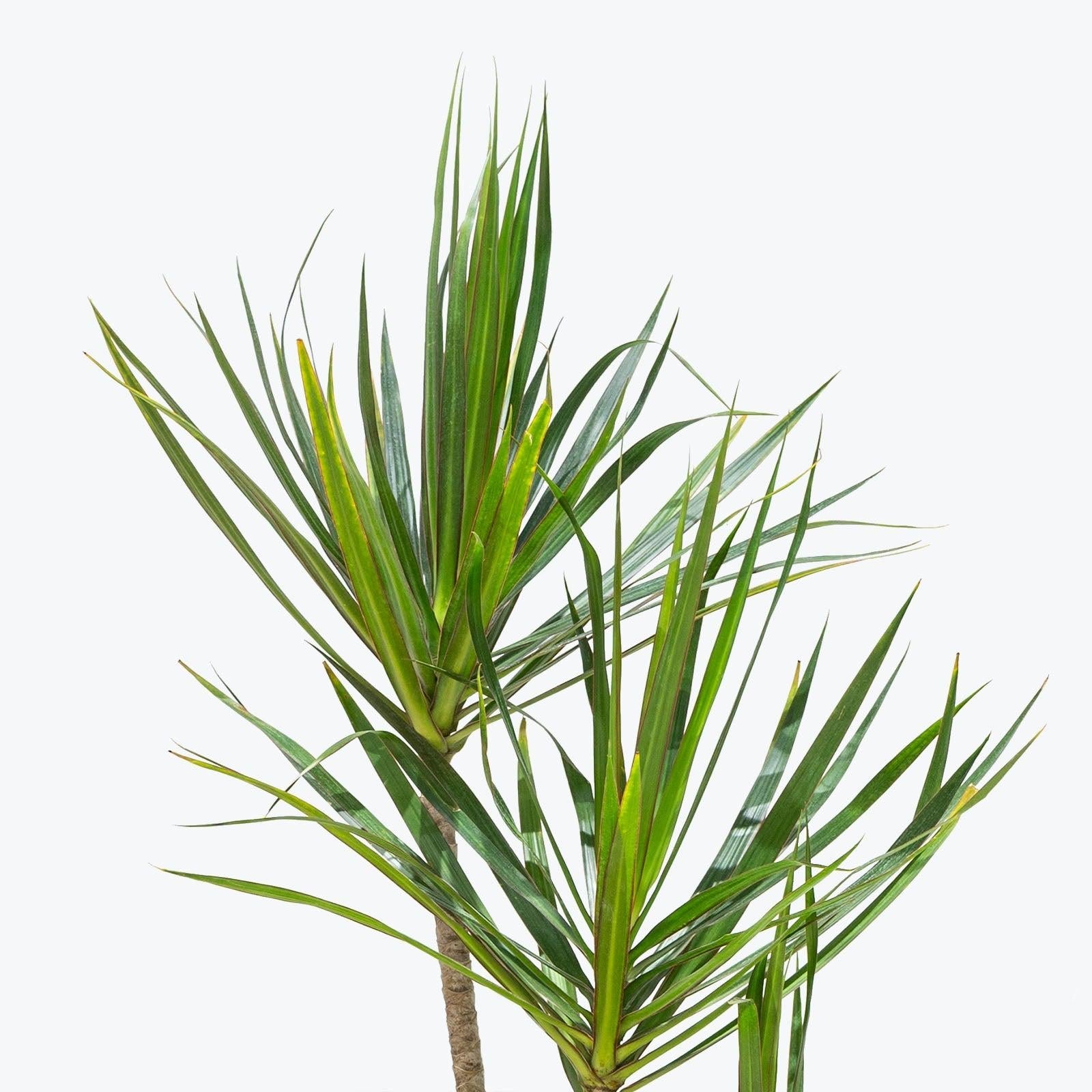 Dracaena Marginata, Staggered - View 9 from www redcrocus com