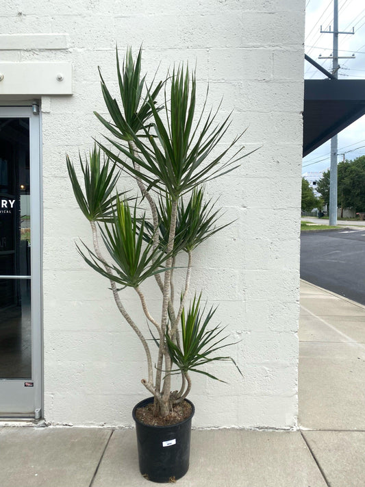Dracaena Marginata, Freestyle - View 1 from www redcrocus com