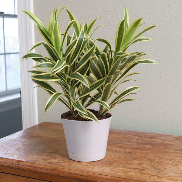 Dracaena Reflexa 'song Of India' - View 12 from www redcrocus com