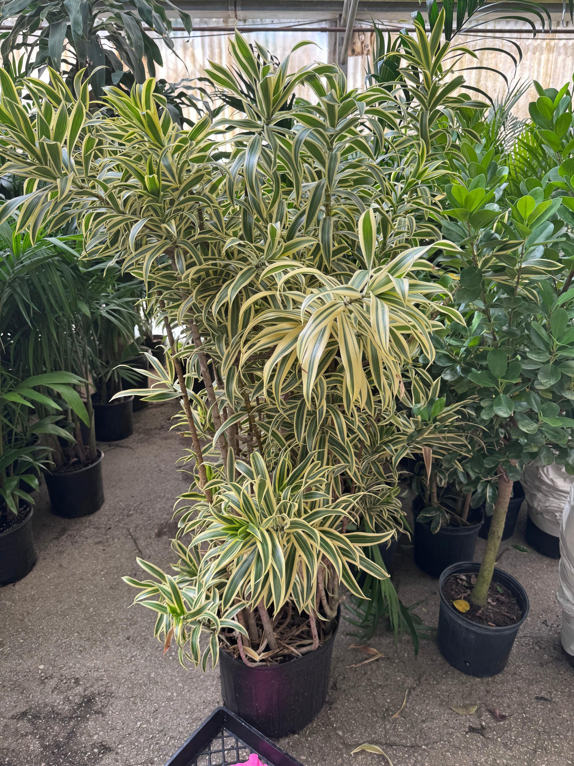 Dracaena Reflexa 'song Of India' - View 13 from www redcrocus com