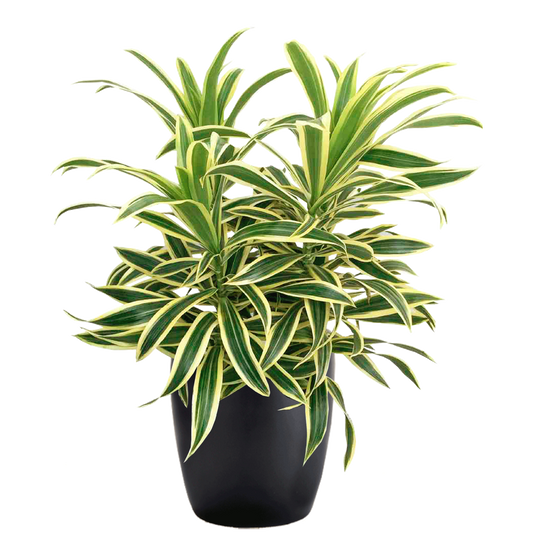 Dracaena Reflexa 'song Of India' - View 1 from www redcrocus com