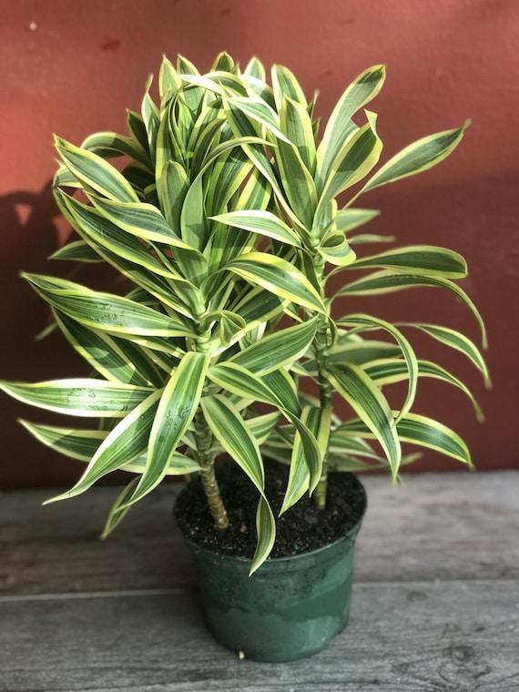 Dracaena Reflexa 'song Of India' - View 24 from www redcrocus com