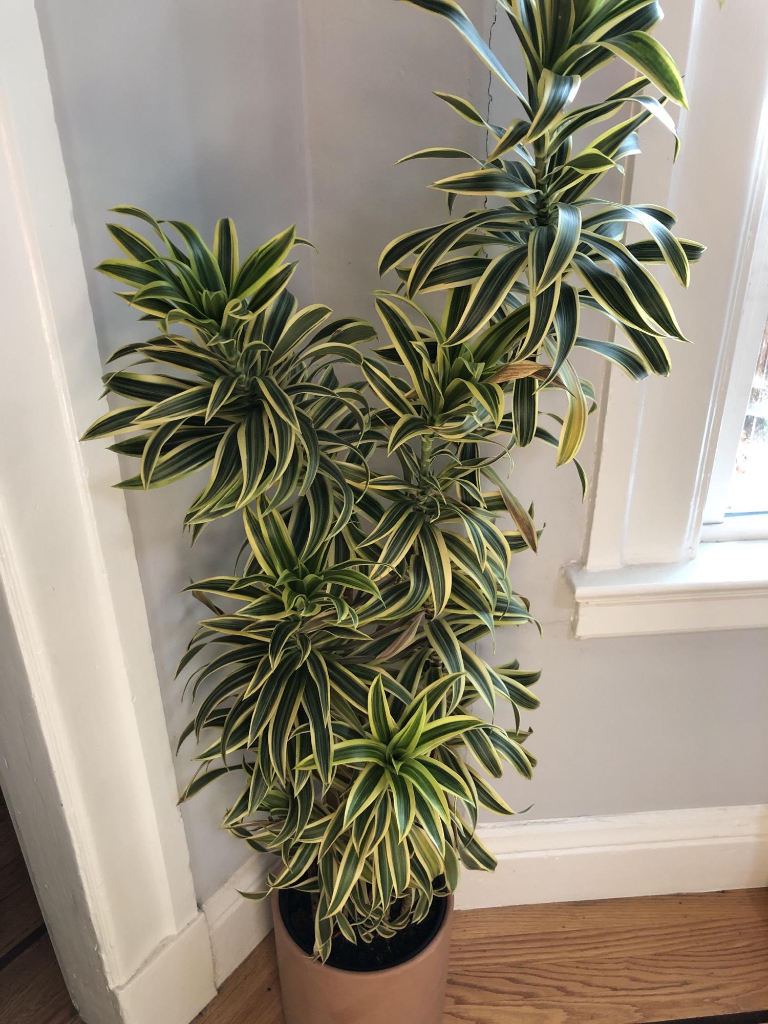 Dracaena Reflexa 'song Of India' - View 25 from www redcrocus com