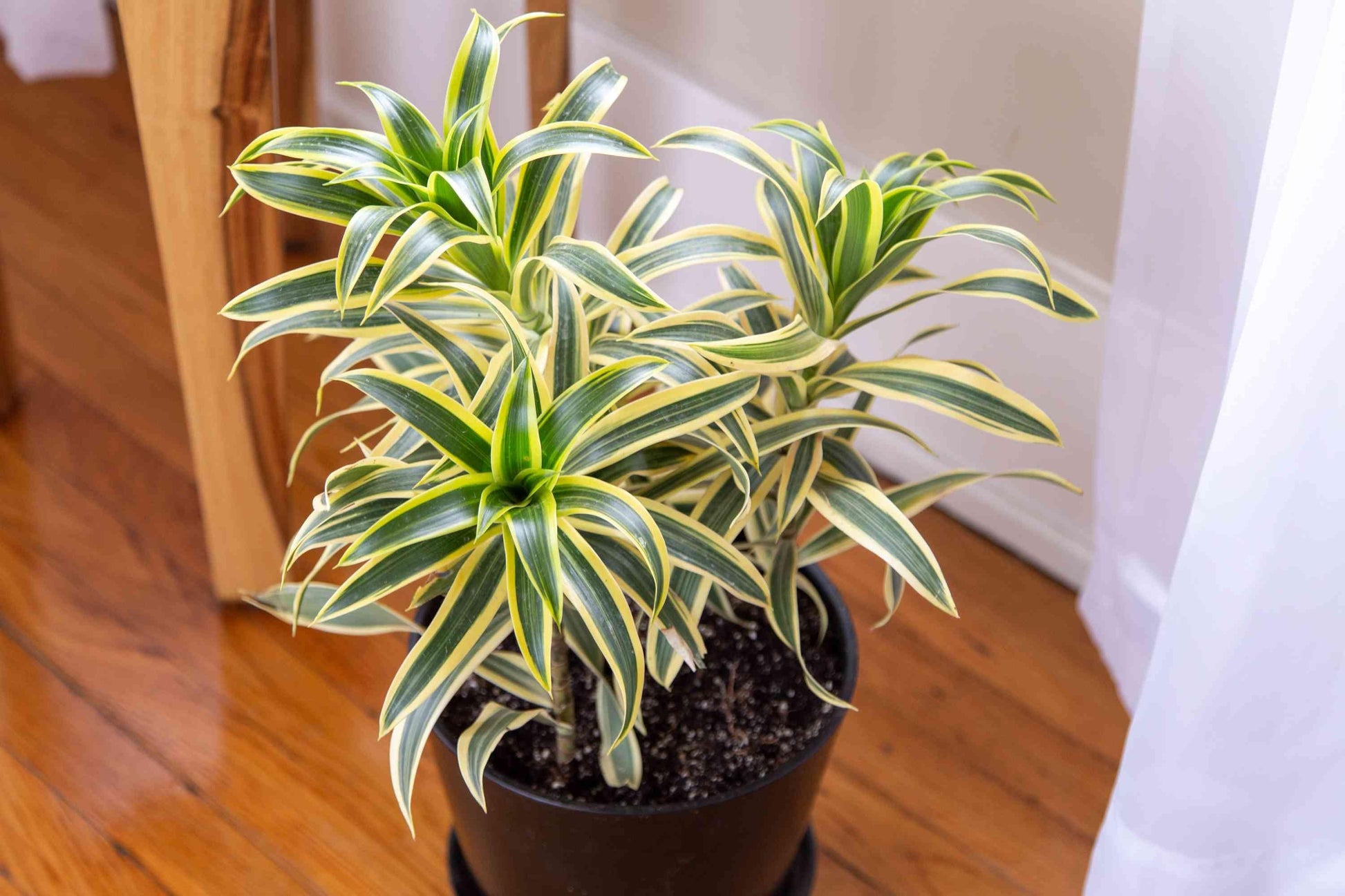 Dracaena Reflexa 'song Of India' - View 27 from www redcrocus com