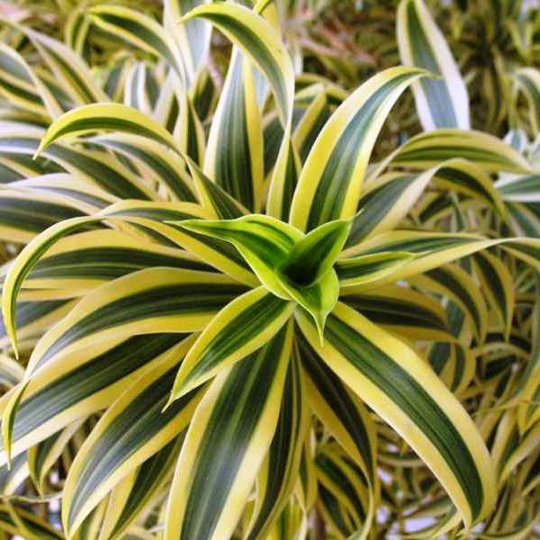 Dracaena Reflexa 'song Of India' - View 28 from www redcrocus com
