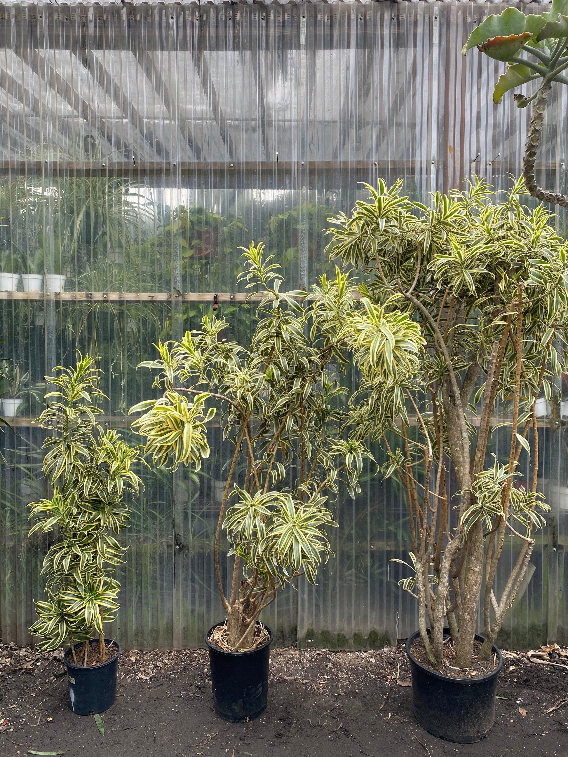 Dracaena Reflexa 'song Of India' - View 30 from www redcrocus com