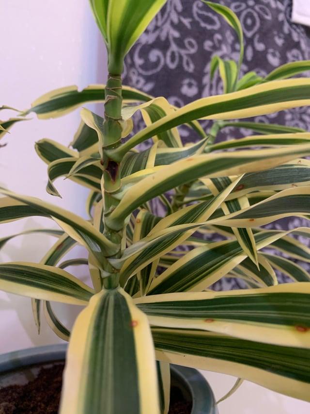 Dracaena Reflexa 'song Of India' - View 36 from www redcrocus com