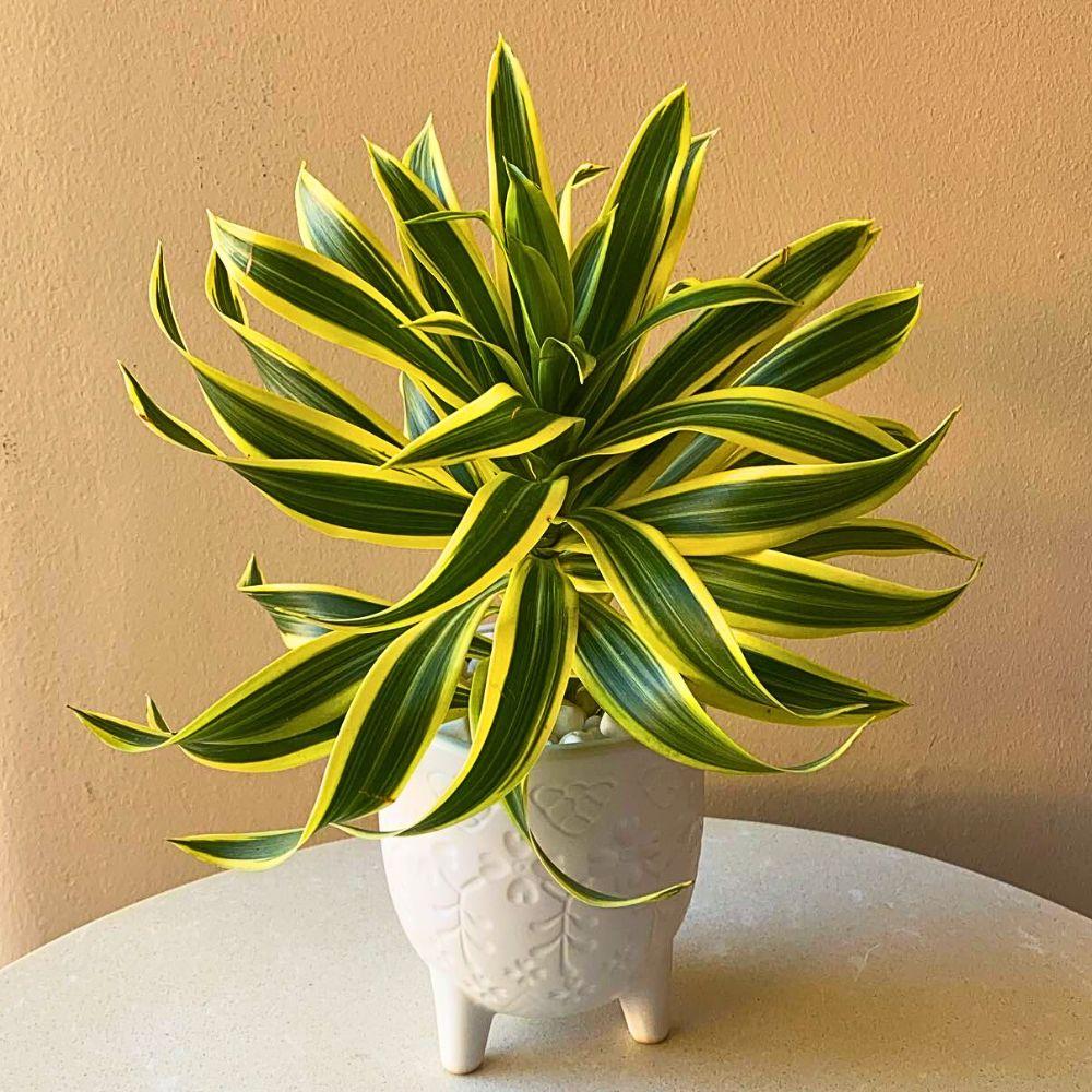 Dracaena Reflexa 'song Of India' - View 3 from www redcrocus com