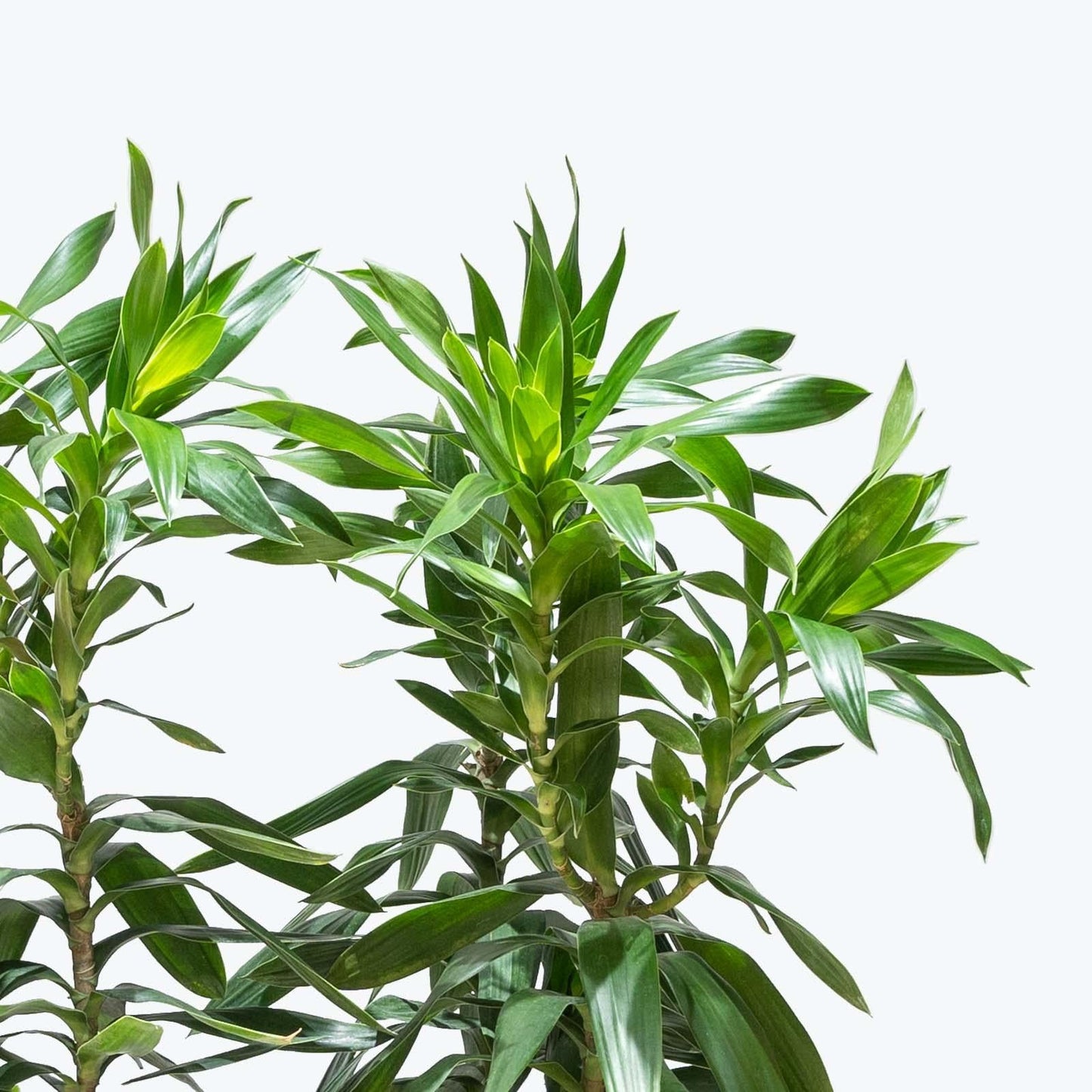 Dracaena Reflexa 'song Of India' - View 5 from www redcrocus com