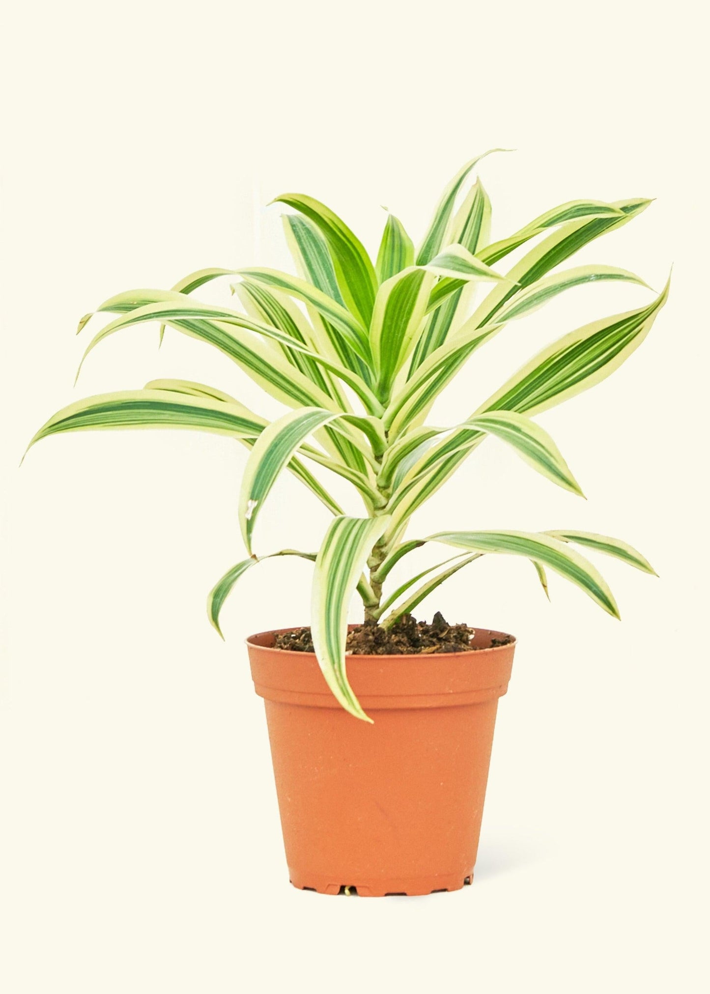 Dracaena Reflexa 'song Of India' - View 9 from www redcrocus com