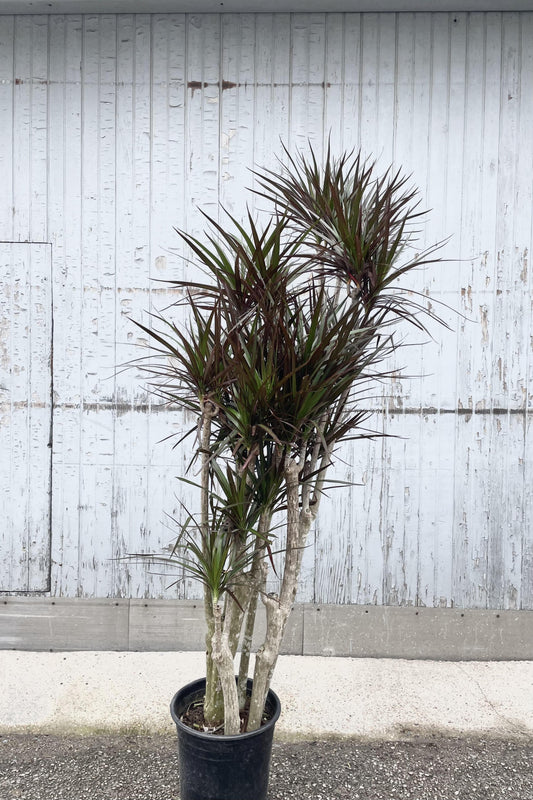 Dracaena Marginata, Character - View 10 from www redcrocus com