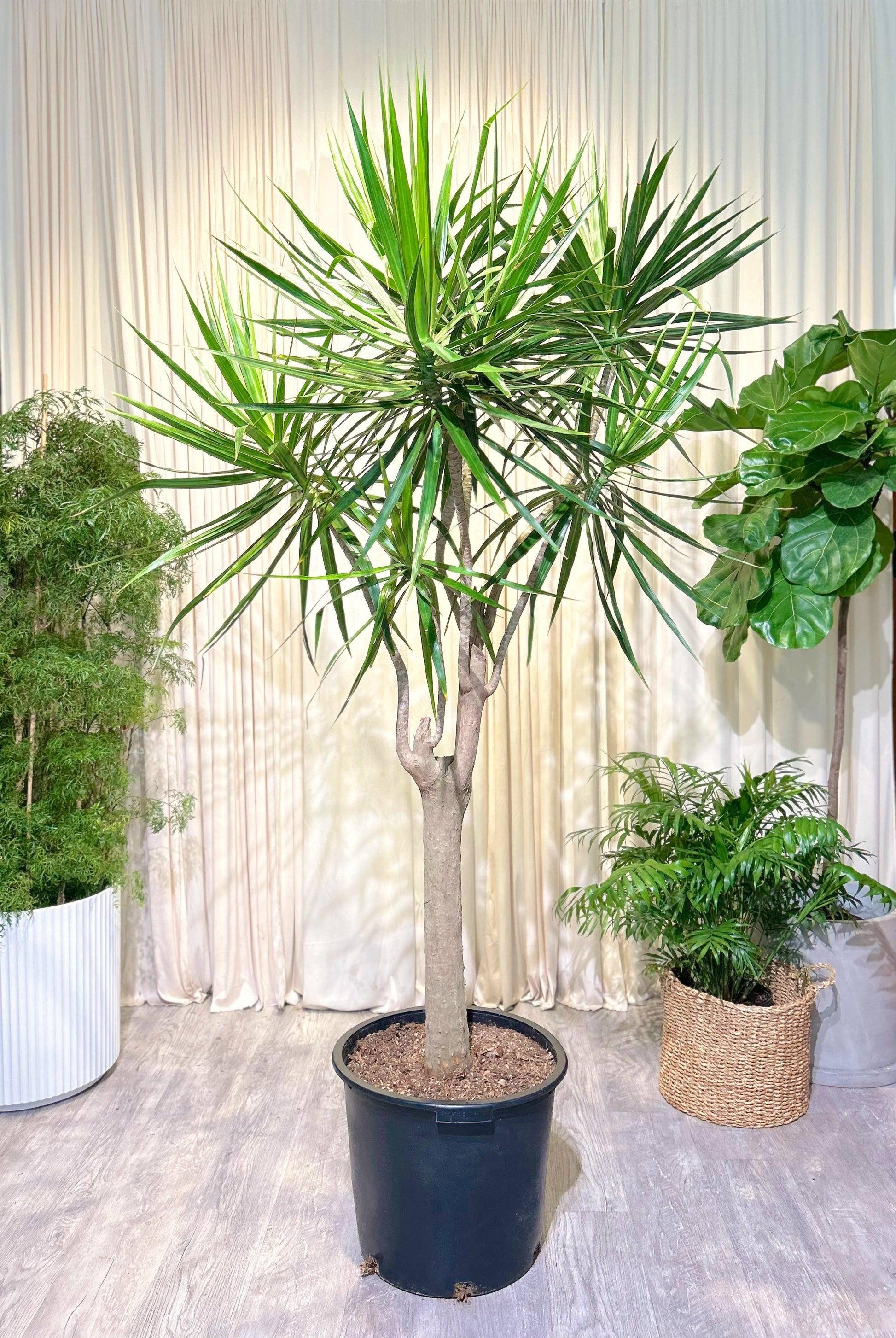 Dracaena Marginata, Character - View 17 from www redcrocus com