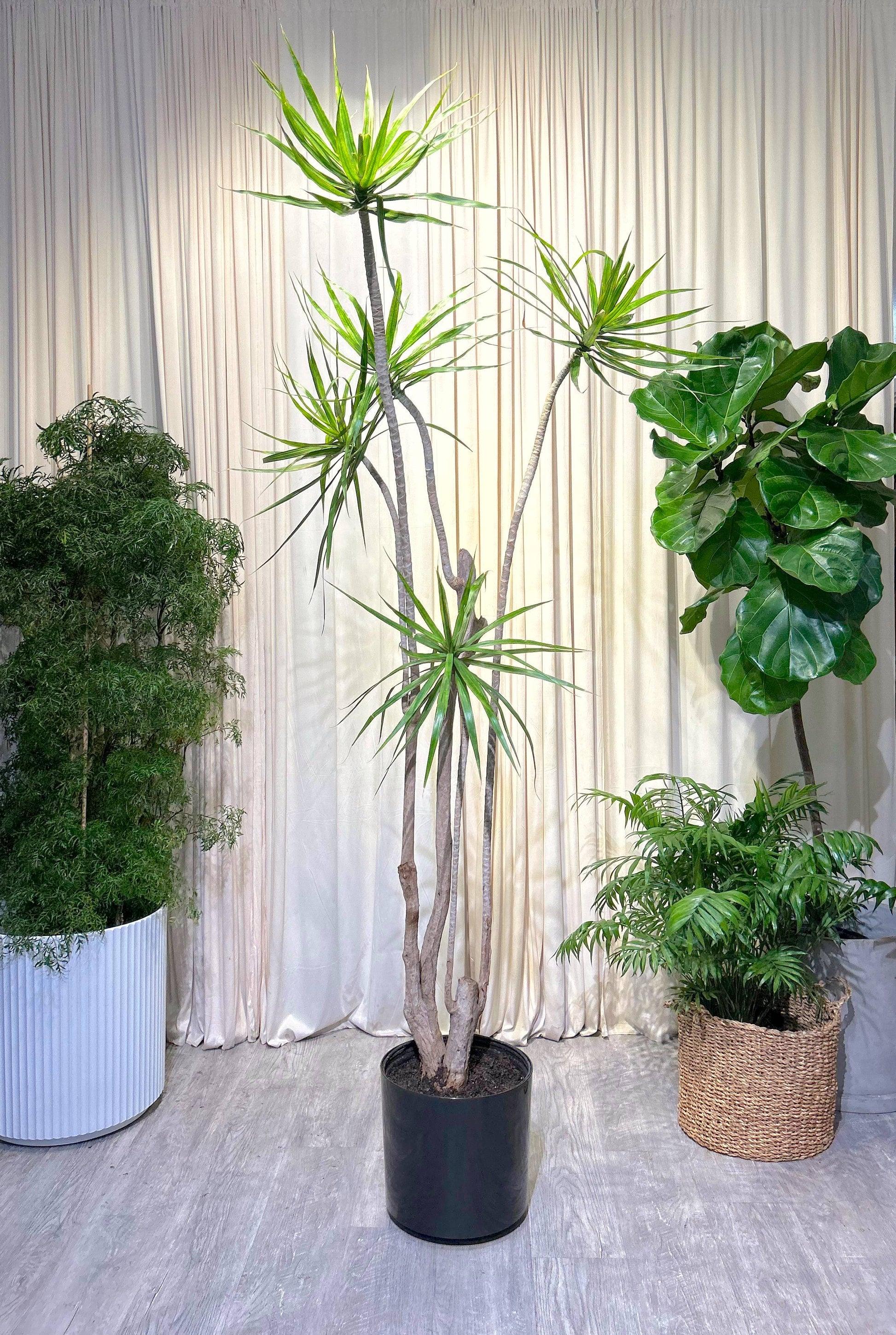 Dracaena Marginata, Character - View 19 from www redcrocus com