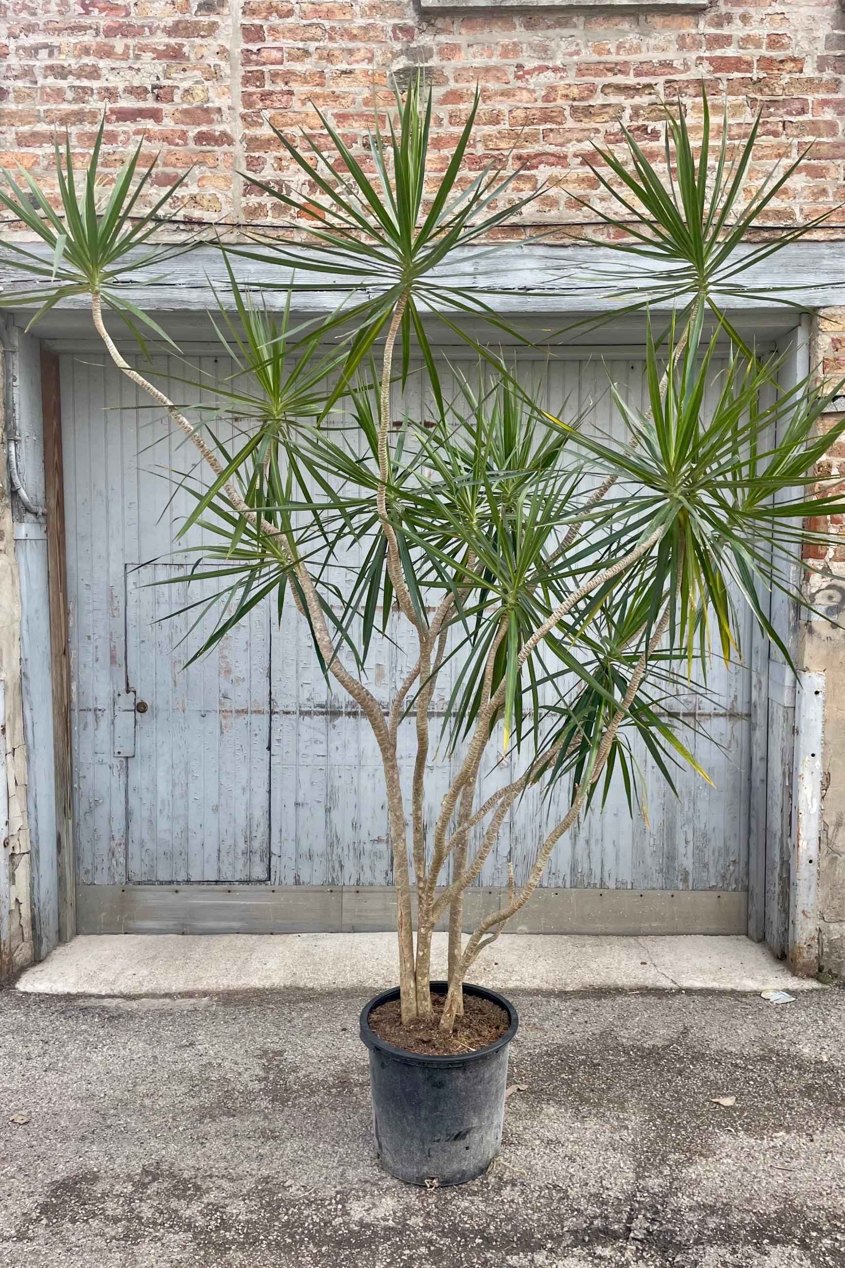 Dracaena Marginata, Character - View 29 from www redcrocus com