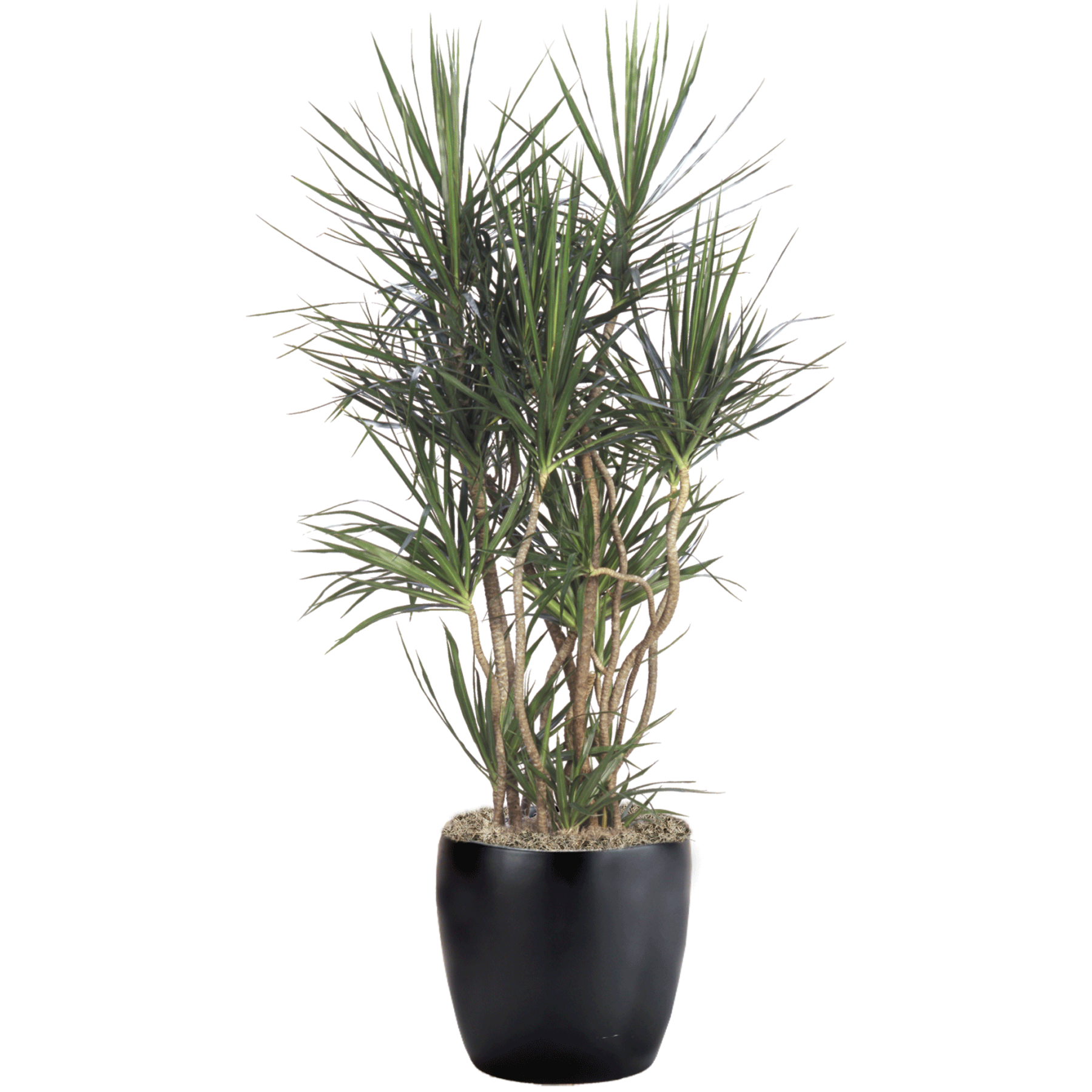 Dracaena Marginata, Character - View 5 from www redcrocus com